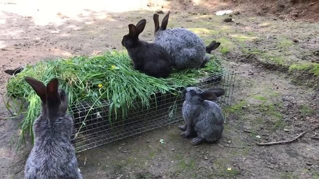 Адаптация искусственно выкормленных крольчат в вольере. Мои кролики. Дачная Жизнь ТВ. смотреть онлайн