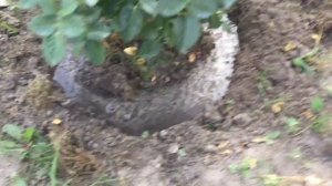 Летняя подкормка роз после первого цветения