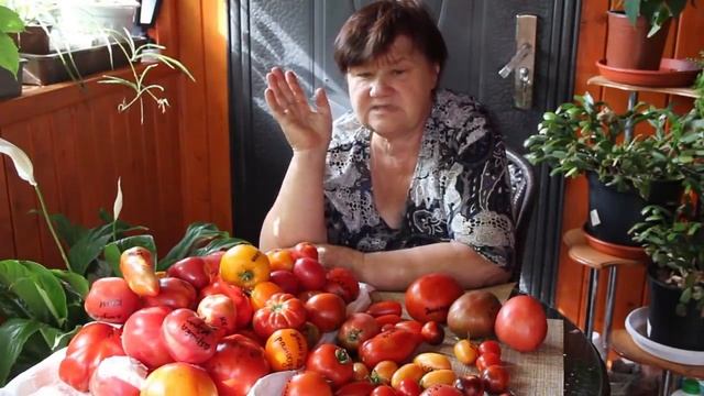 Вот это урожай томатов!