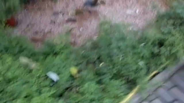 Пальма в Донецке!Palm in Donetsk! смотреть онлайн