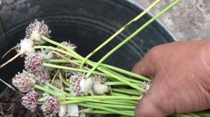 Мой лук-кущовка.Сбор урожая. Что я делаю с чесночными бульбочками.