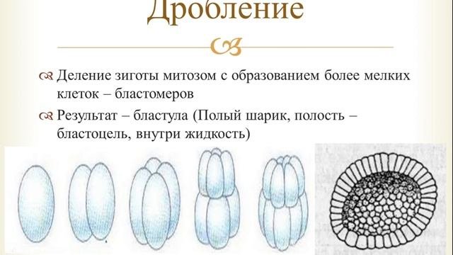 Урок 25. Развитие организмов. Эмбриональный период.