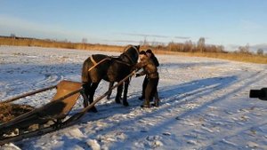 обучаем жеребца в санях