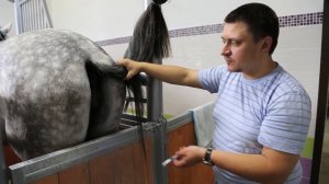 подготовка кобылы к искусственному осеменению