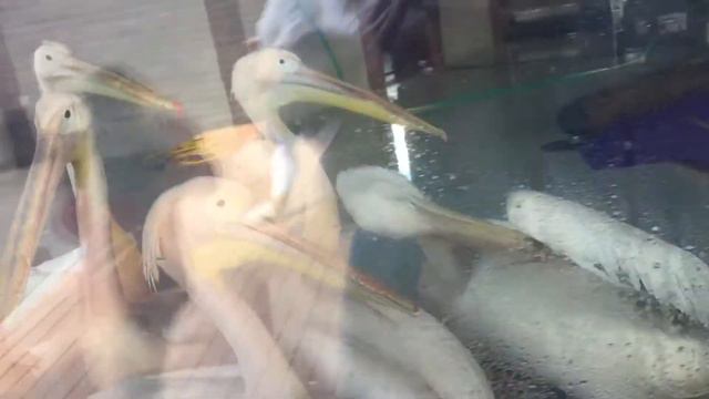 Даня испугался пеликанов в Харьковском зоопарке😂 смотреть онлайн