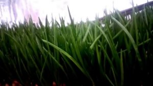 первый опыт выгонки лука на перо (теплица)