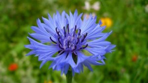 Листьями багряными осень расцвела