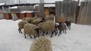 зимняя подкормка романовской овцы свекольным жомом