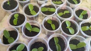 Рассада огурцов. Добавляю землю в стаканы. 9.04.22