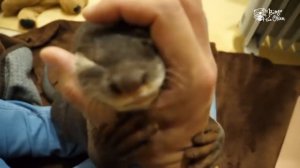 Домашняя выдра ластится к рукам.