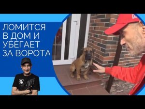 Ломится в дом и выбегает за ворота (щенок Бурбуля)