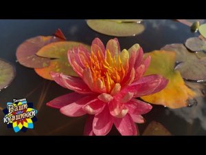 Нимфея Panmongkol (Панмонгкол) кувшинка, waterlily, водные растения, пруд