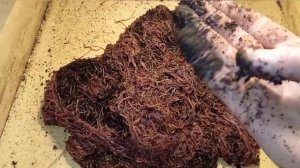 Калифорнийские маленькие черви. Это просто чудо!