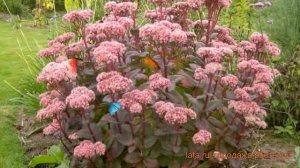 Седум телефиум Матрона ? телефиум седум Матрона обзор: как сажать, саженцы седума Матрона