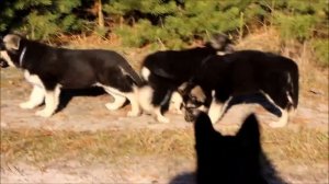 Щенки ВЕО 2 месяца ПРОДАЮТСЯ