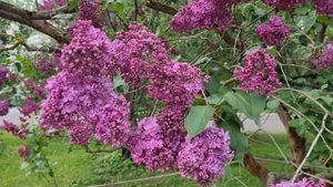 Сирени Бот.сада МГУ на Воробьевых Горах. Мой топ сортов сирени.