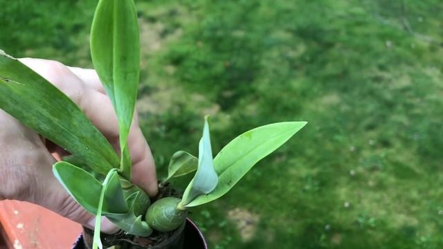 Мои короли и королевы. Цветение орхидей Сентябрь 2020. Катасетум, фаленопсис, ванда, мильтониопсис.