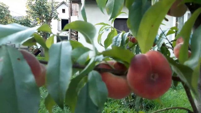 Інжирний персик Сатурн 08.082021 р. у Львівській області смотреть онлайн