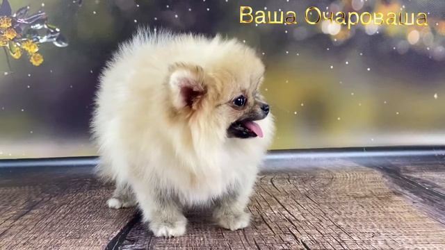 Щенок Феодосии