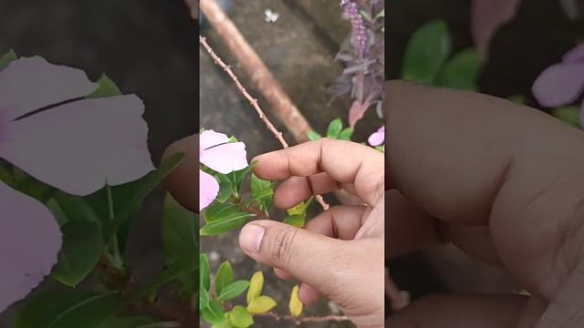 Apocynaceae(family) plant: catharanthus roseus смотреть онлайн