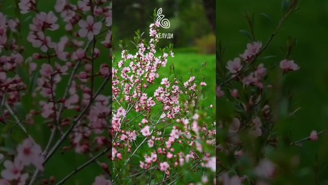 Цветущий миндаль низкий. Розовое облако в весеннем саду