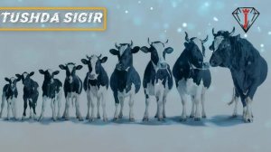 Сигир тушда курса нима булиши хакида туш табири