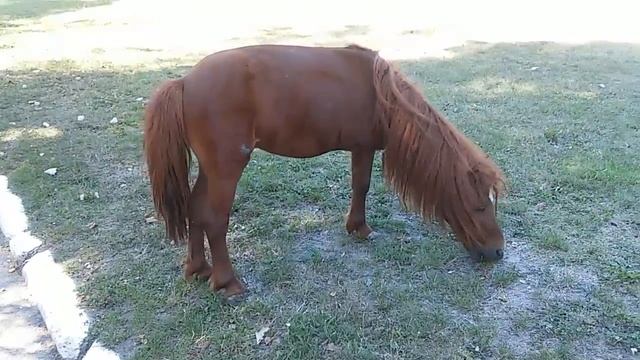 Коник без ноги смотреть онлайн