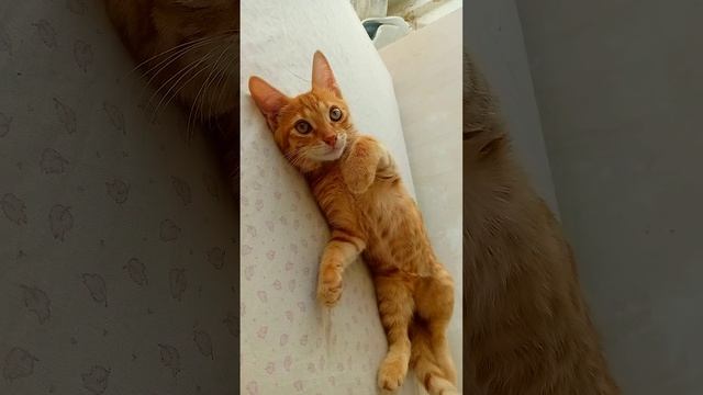 О великий рыжий кот
