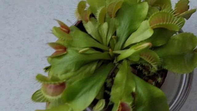 Венерина мухоловка питание, растение хищник. ?
