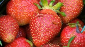 Земляника садовая Царица (fragaria ananassa tсaritca) ? обзор: как сажать, саженцы земляники Царица