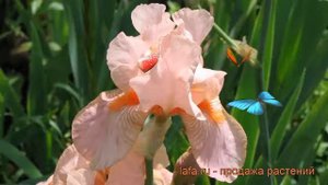 Ирис бородатый Пати Дресс (iris) ? ирис Пати Дресс обзор: как сажать рассада ириса Пати Дресс