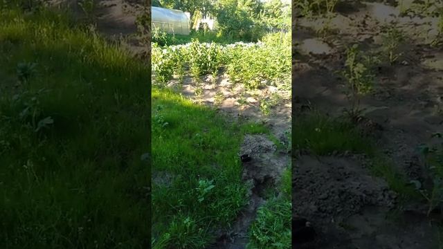 Лучшее средство от кротов . смотреть онлайн