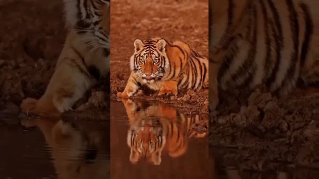 Тигр 944.MP4
