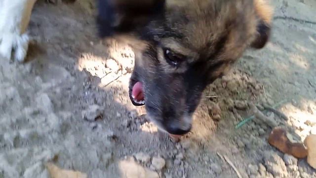 Гром ест сырое мясо с костью смотреть онлайн