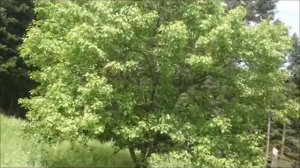 Деревня Завьялова