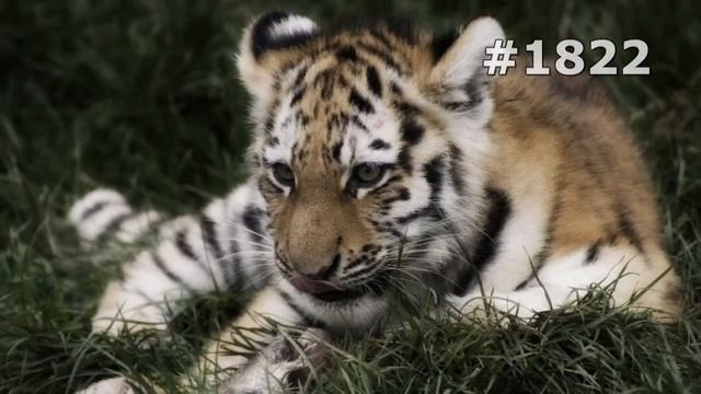 #1822. Тигры (В мире животных) смотреть онлайн