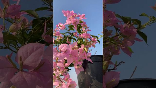 Bougainvillea - Soft Pink | Hanging Bougainvillea