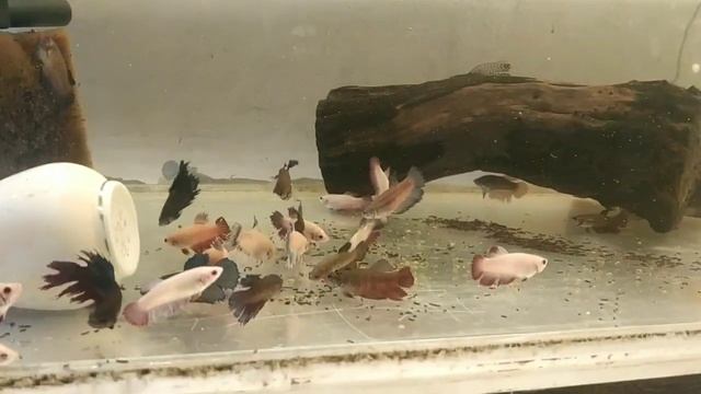 Нерест Тернеций, Кормление Анциструсов, Аквариум с Петушками смотреть онлайн