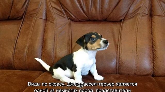 Джек-рассел-терьер жесткошерстный и гладкошерстный