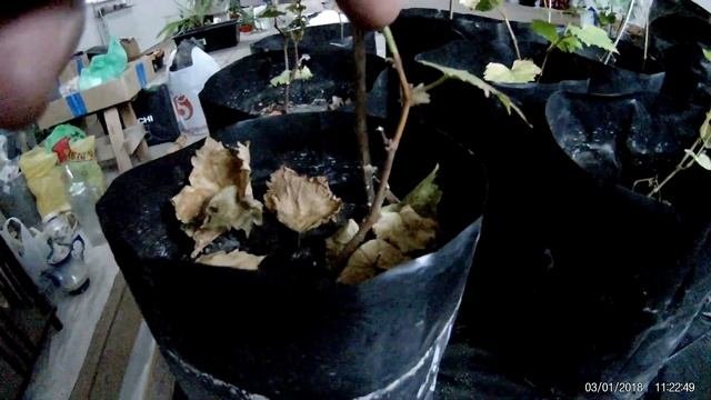 Укоренение черенков винограда летом и осенью. Мой эксперимент