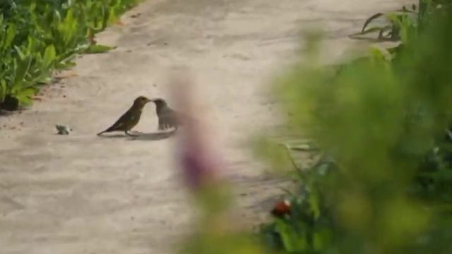 ЗЕЛЕНУШКА и другие Вьюрковые смотреть онлайн