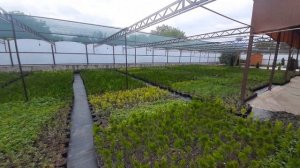 🌳🤑💸КАК Я ПРОДАЮ ДЕКОРАТИВНЫЕ РАСТЕНИЯ. СКОЛЬКО Я ЗАРАБАТЫВАЮ НА ДЕКОРАТИВНЫХ РАСТЕНИЯХ!