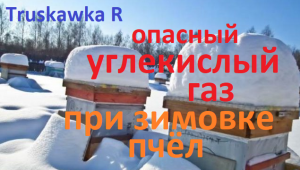 Нижний леток для зимовки пчёл.  Почему его важно открывать и насколько