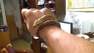 Тигровый питон Hypo девочка