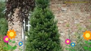 Пихта белая белая Pyramidalis. Краткий обзор, описание характеристик abies alba Pyramidalis