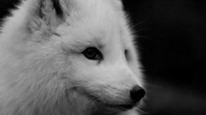 Песец-его мех - просто писец!