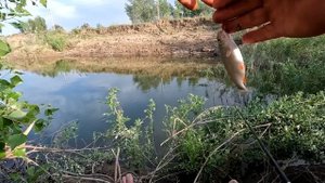 Рыбалка на поплавок 22 июня 2023 г.Дикая рыбалка на карася на поплавочнную удочку.