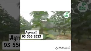 плантация павлония