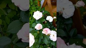 Роза Розендштадт  Фрайзинг, шраб, цветущий все лето, в люьую погоду, до самых холодов.