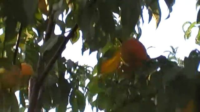 персик Донецкий желто плодный смотреть онлайн